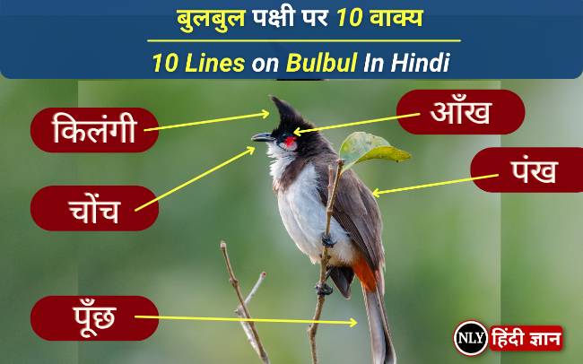 बुलबुल पक्षी पर हिंदी में 10 वाक्य – 10 Lines on Bulbul In Hindi for Students