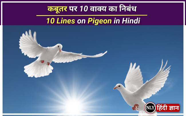 कबूतर पर 10 वाक्य का निबंध – 10 Lines on Pigeon in Hindi for Students