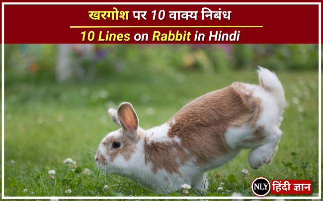 खरगोश पर 10 वाक्य निबंध – 10 Lines on Rabbit in Hindi for Students