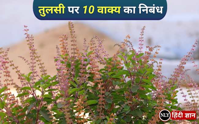 10 Lines on Tulsi Plant in Hindi