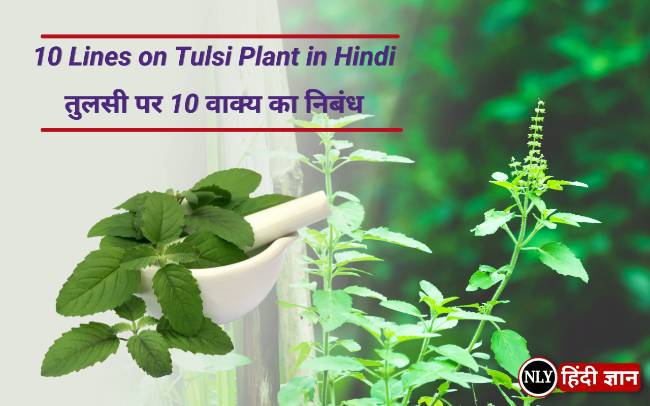 तुलसी पर 10 वाक्य का निबंध।10 Lines on Tulsi Plant in Hindi