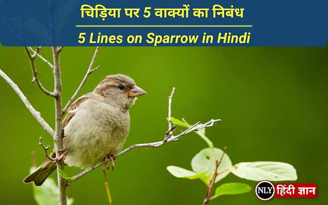 10 Lines on Sparrow in Hindi